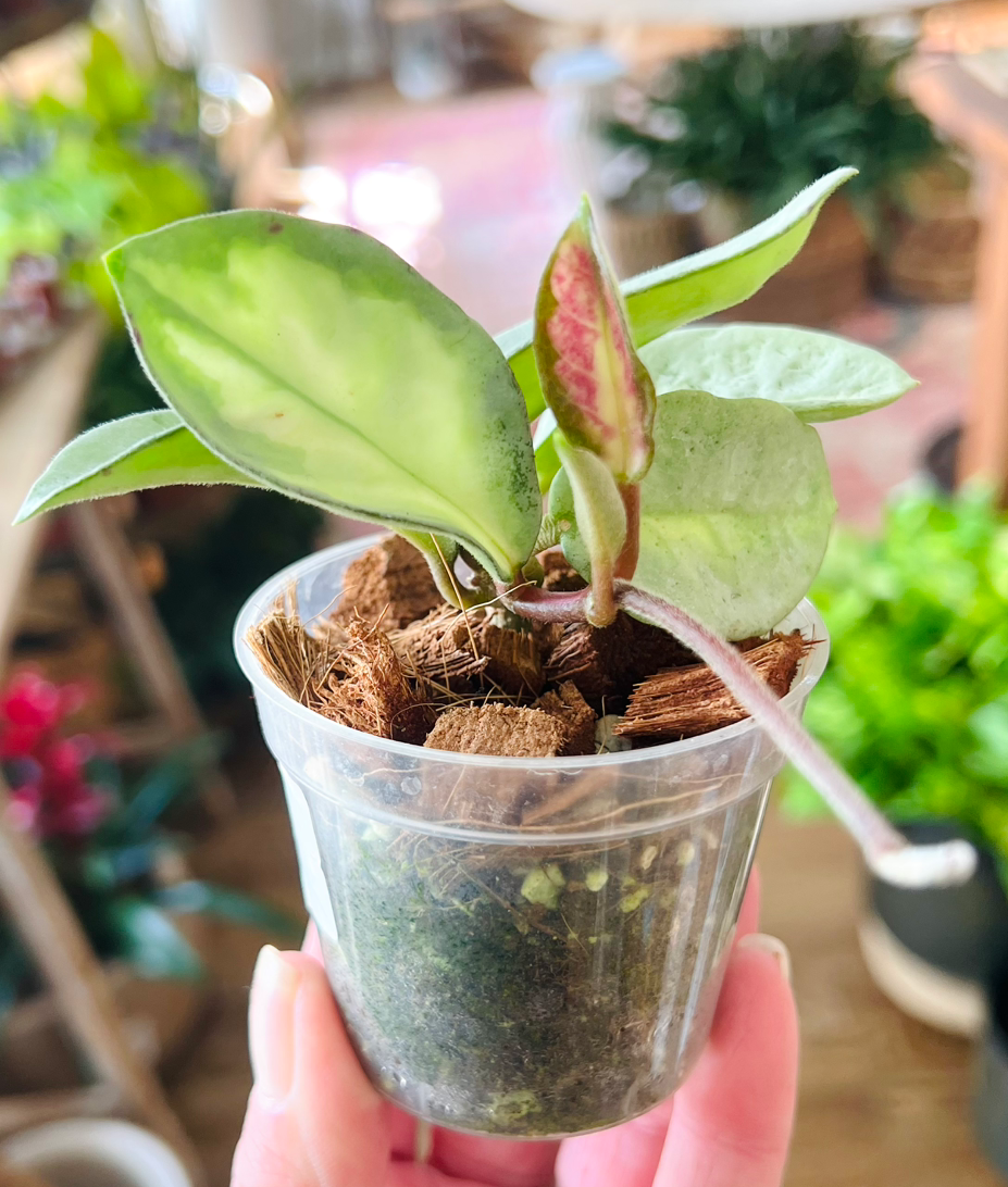 Hoya Argentea princess