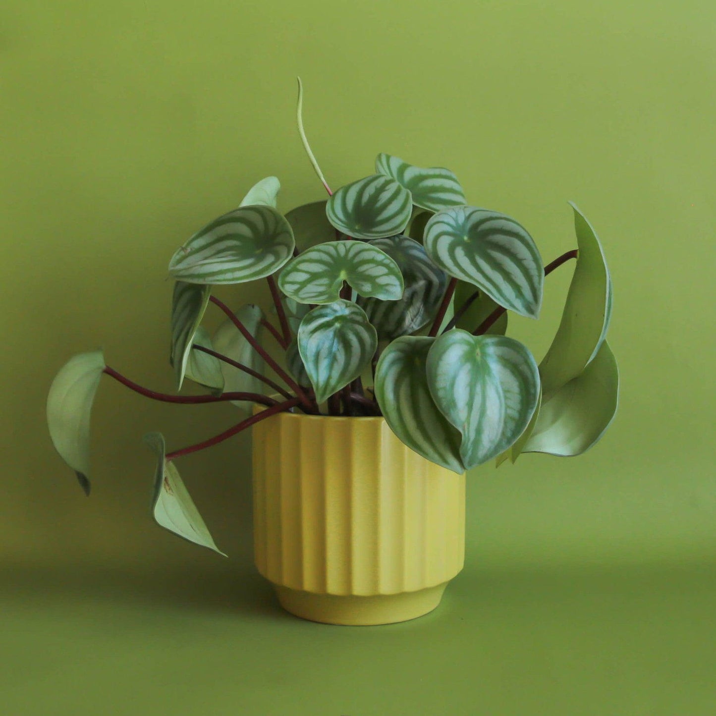 Monroe Pot - Palm - Hidden Seed Plant Shop