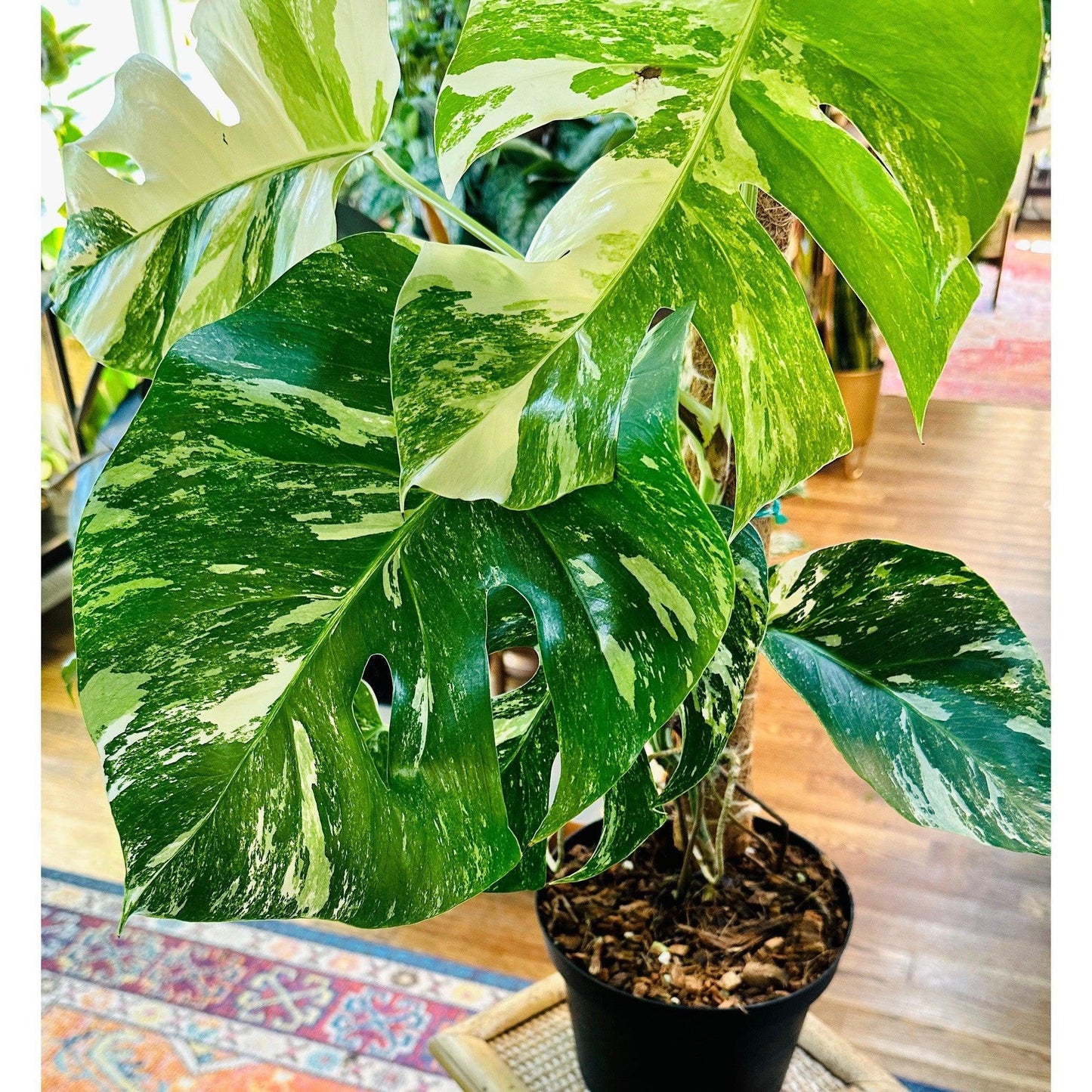 Monstera ‘Albo Variegated’ (Deliciosa Borsigiana) 8” #V2-available at Hidden Seed Plant Shop