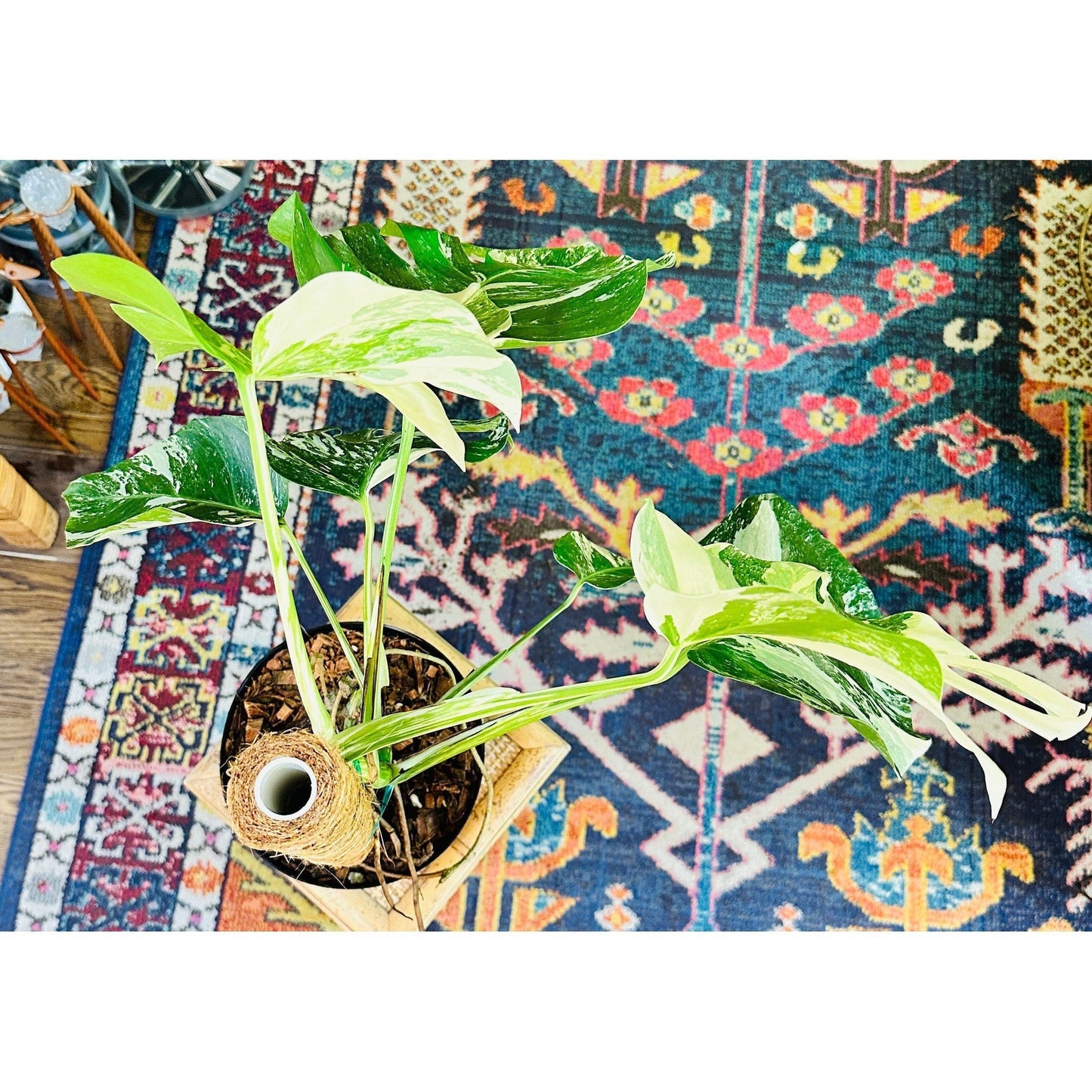 Monstera ‘Albo Variegated’ (Deliciosa Borsigiana) 8” #V2-available at Hidden Seed Plant Shop
