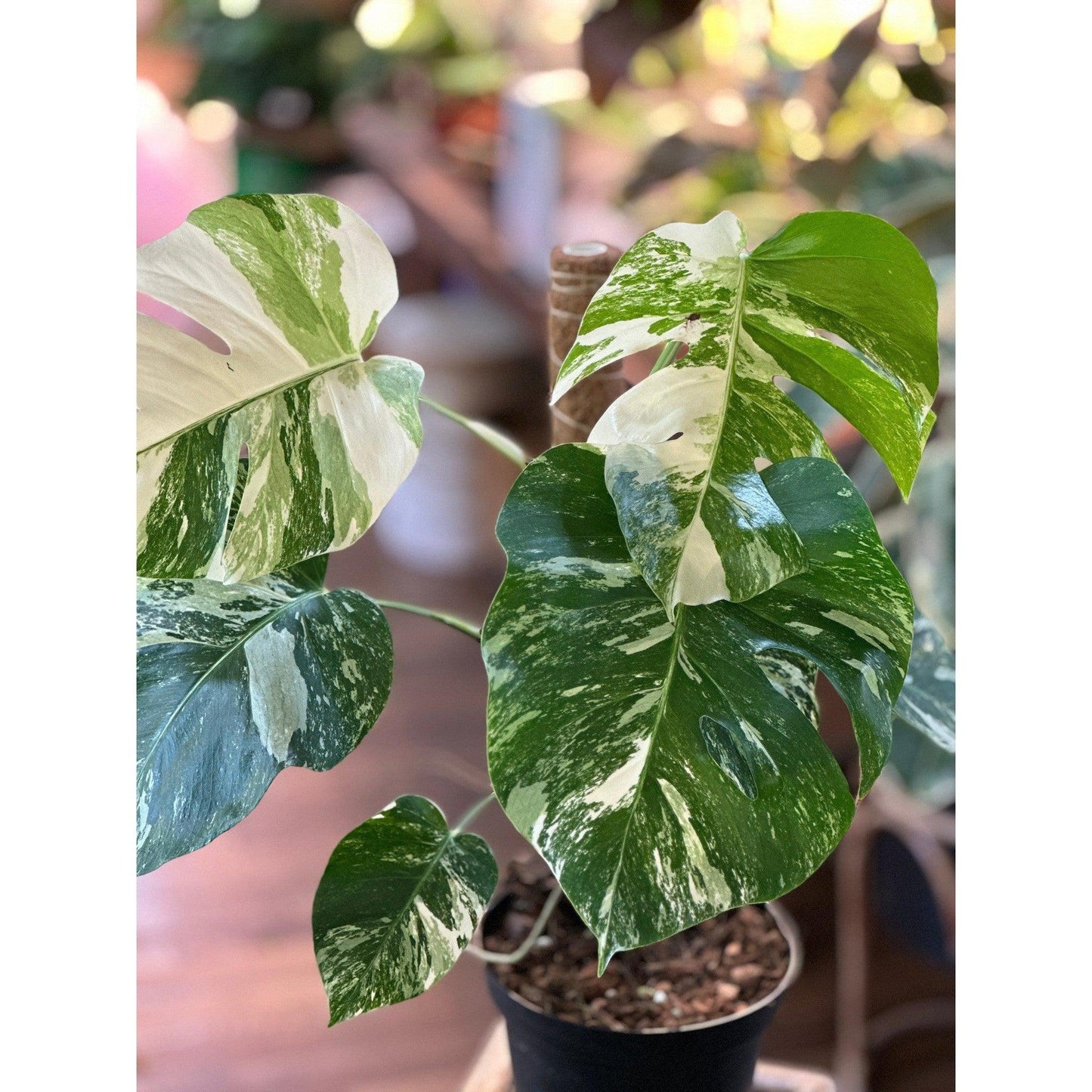 Monstera ‘Albo Variegated’ (Deliciosa Borsigiana) 8” #V2-available at Hidden Seed Plant Shop
