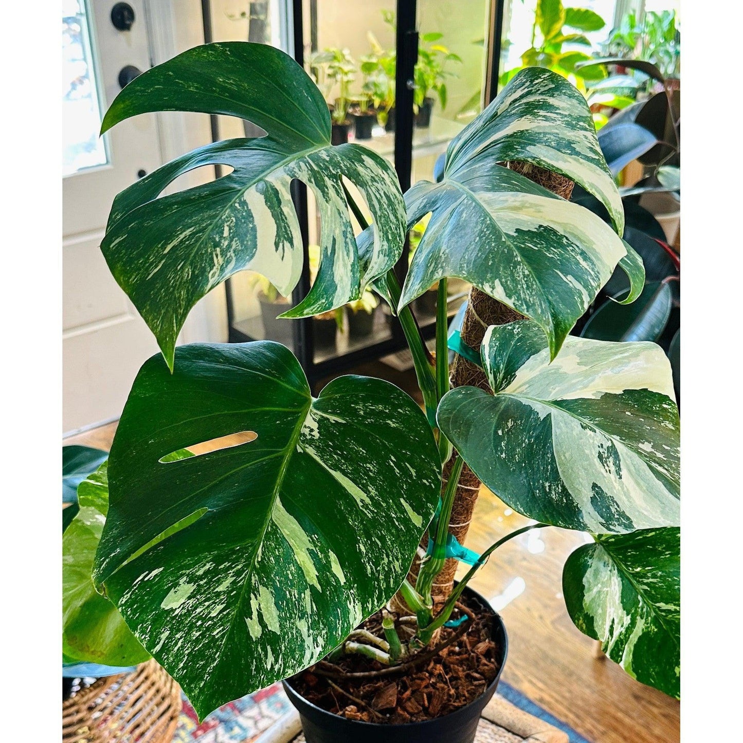 Monstera ‘Albo Variegated’ (Deliciosa Borsigiana) 8” #V3-available at Hidden Seed Plant Shop