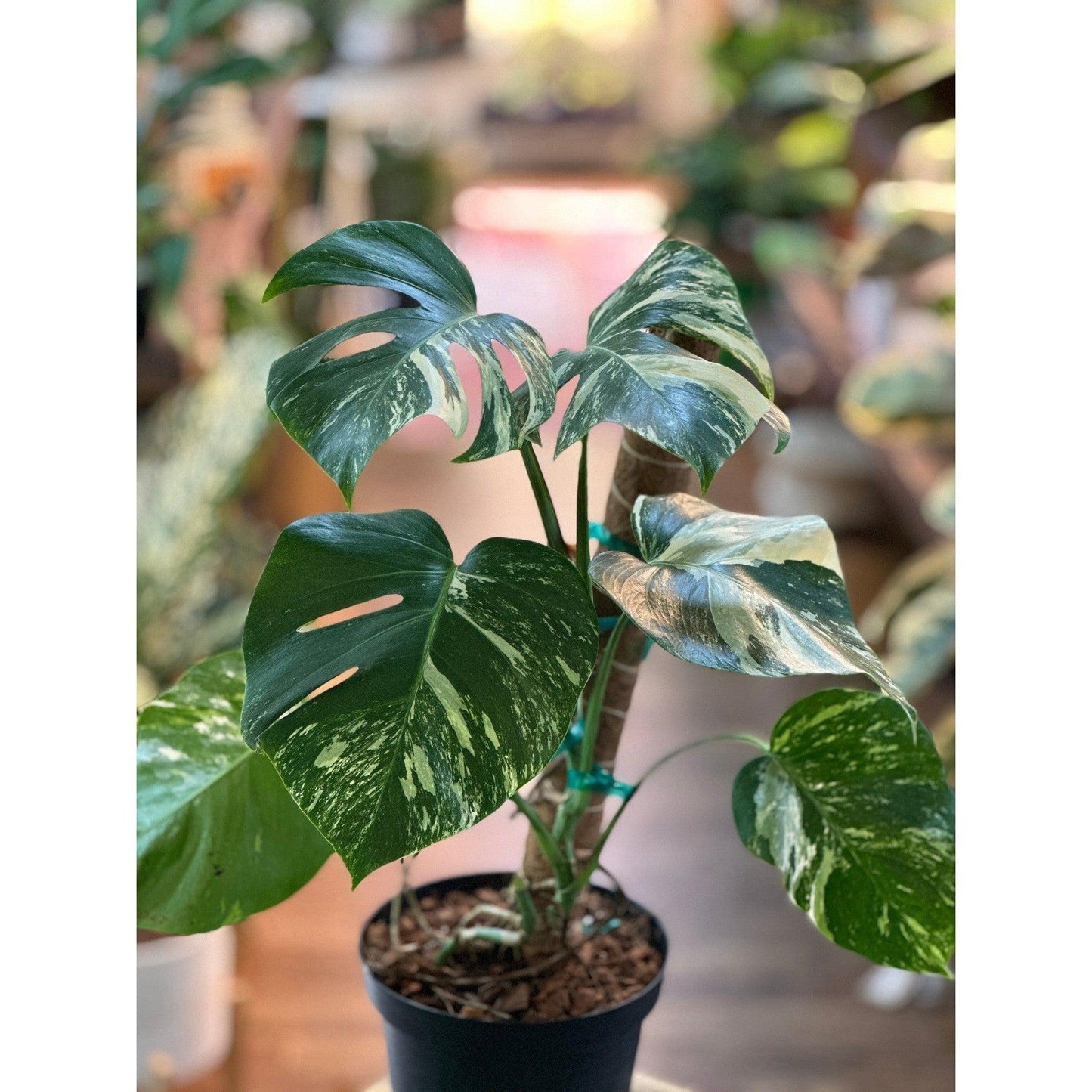 Monstera ‘Albo Variegated’ (Deliciosa Borsigiana) 8” #V3-available at Hidden Seed Plant Shop