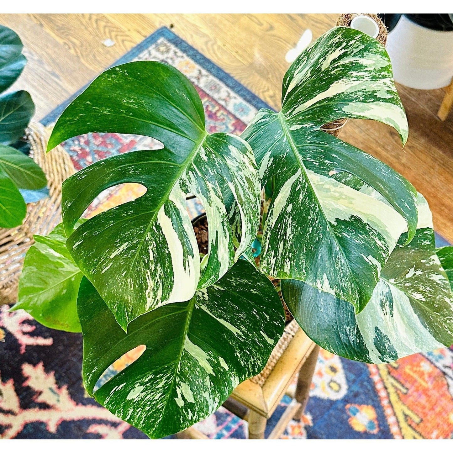 Monstera ‘Albo Variegated’ (Deliciosa Borsigiana) 8” #V3-available at Hidden Seed Plant Shop