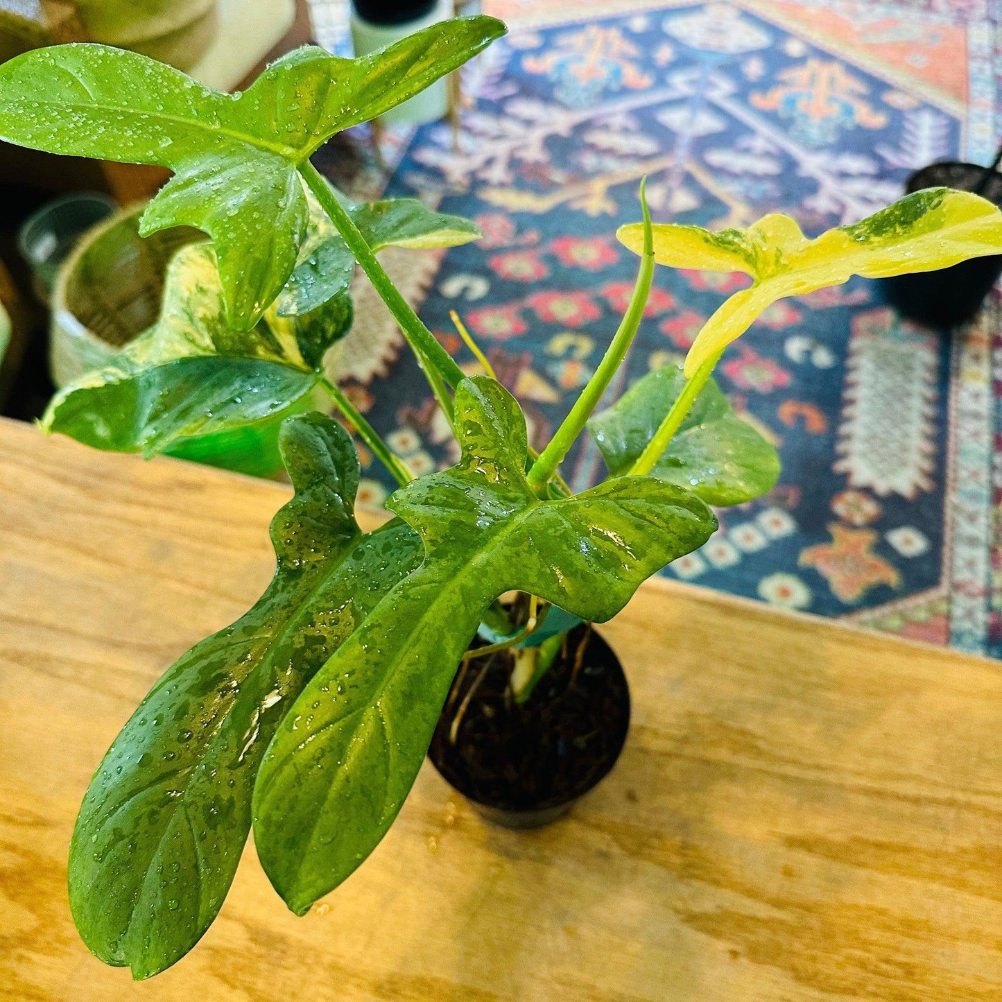 Philodendron 'Bippenifolium Variegated'-available at Hidden Seed Plant Shop