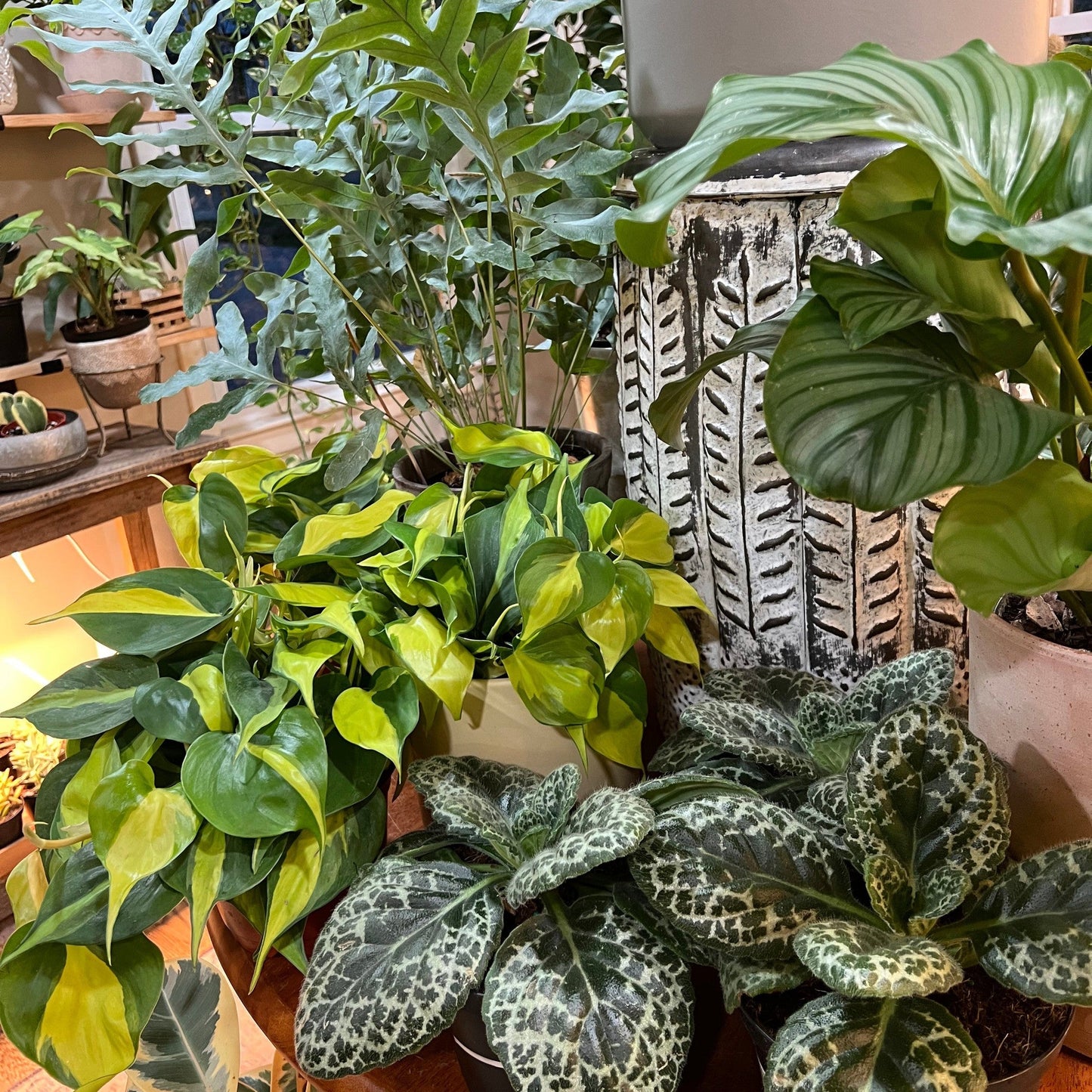 Philodendron 'Brazil'-available at Hidden Seed Plant Shop