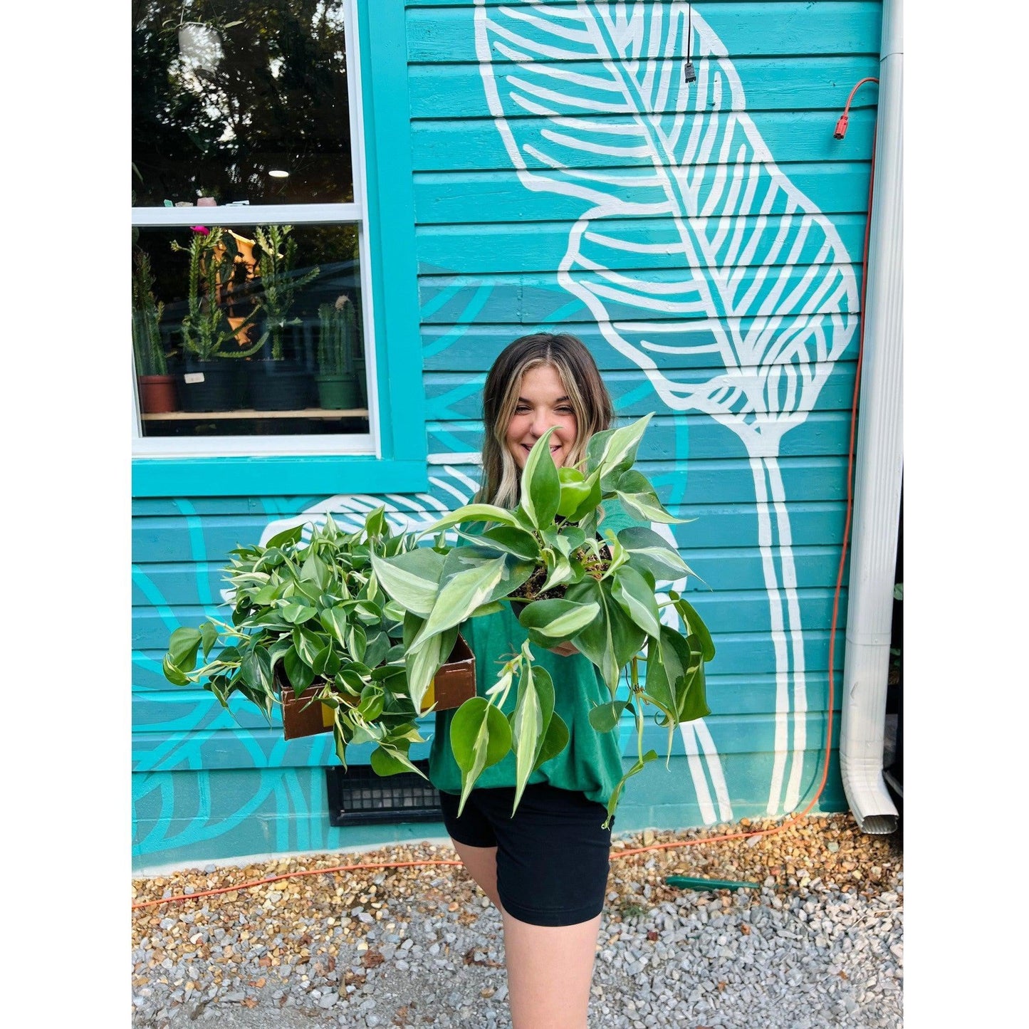 Philodendron 'Silver Stripe’-available at Hidden Seed Plant Shop