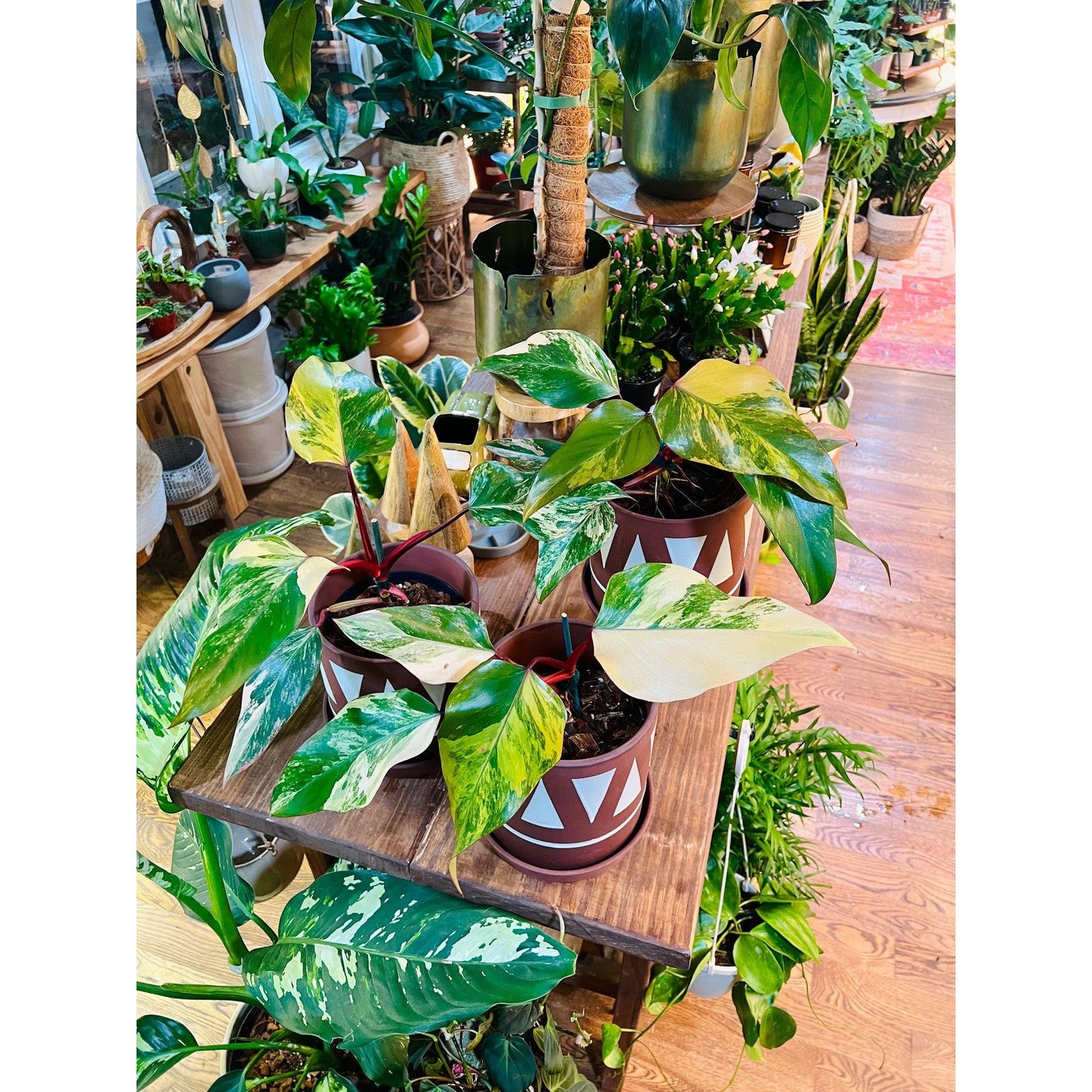 Philodendron ‘Strawberry Shake’-available at Hidden Seed Plant Shop