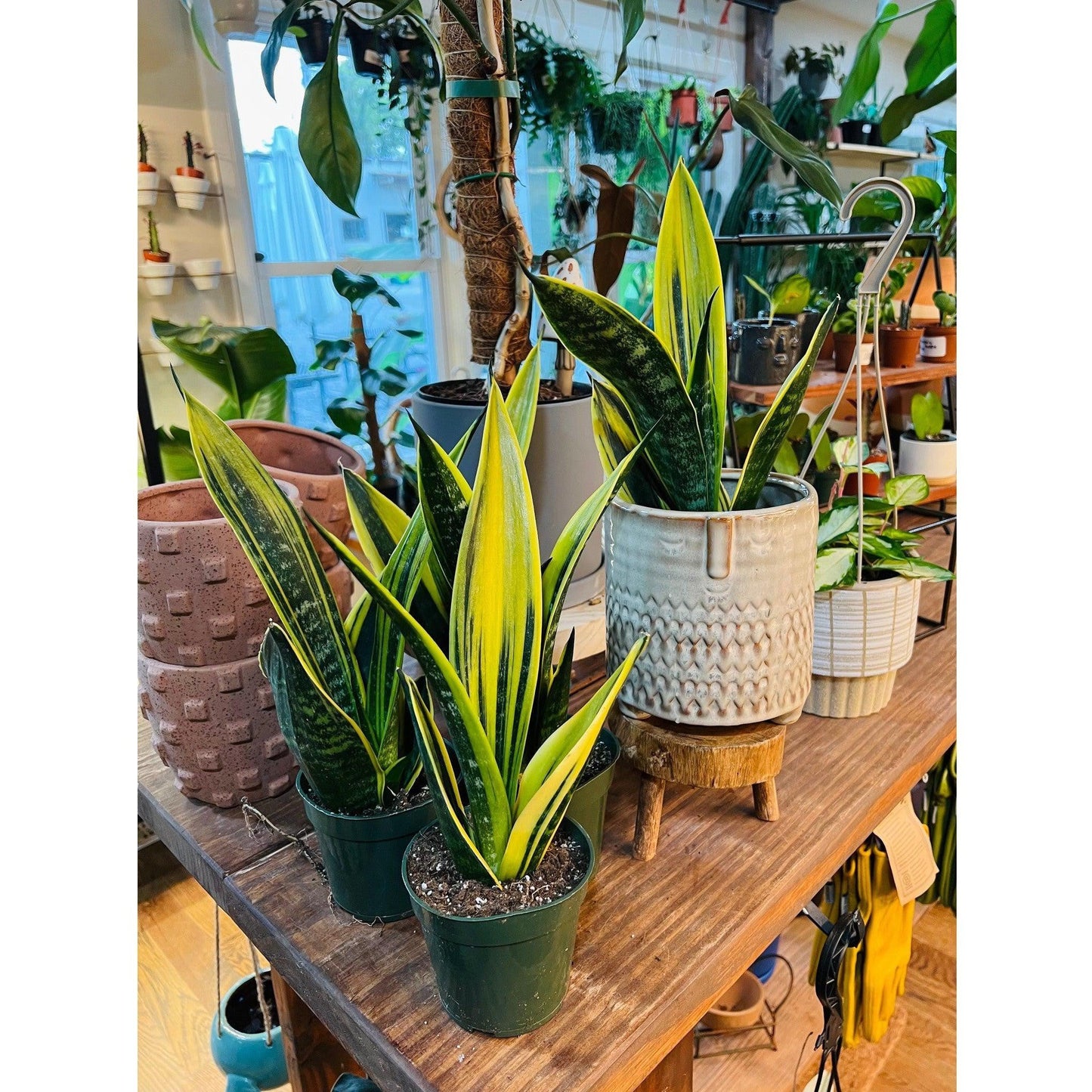 Sansevieria 'Golden Flame'-available at Hidden Seed Plant Shop