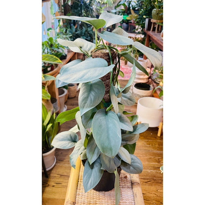 Scindapsus 'Silver Hero/Platinum'-available at Hidden Seed Plant Shop