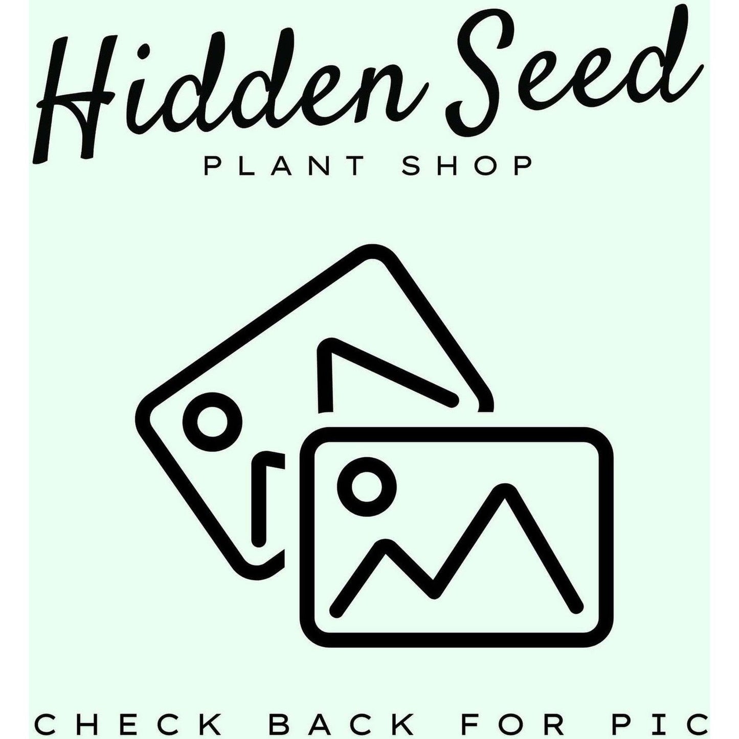 Slotted Growers Pot | 4” - Hidden Seed Plant Shop