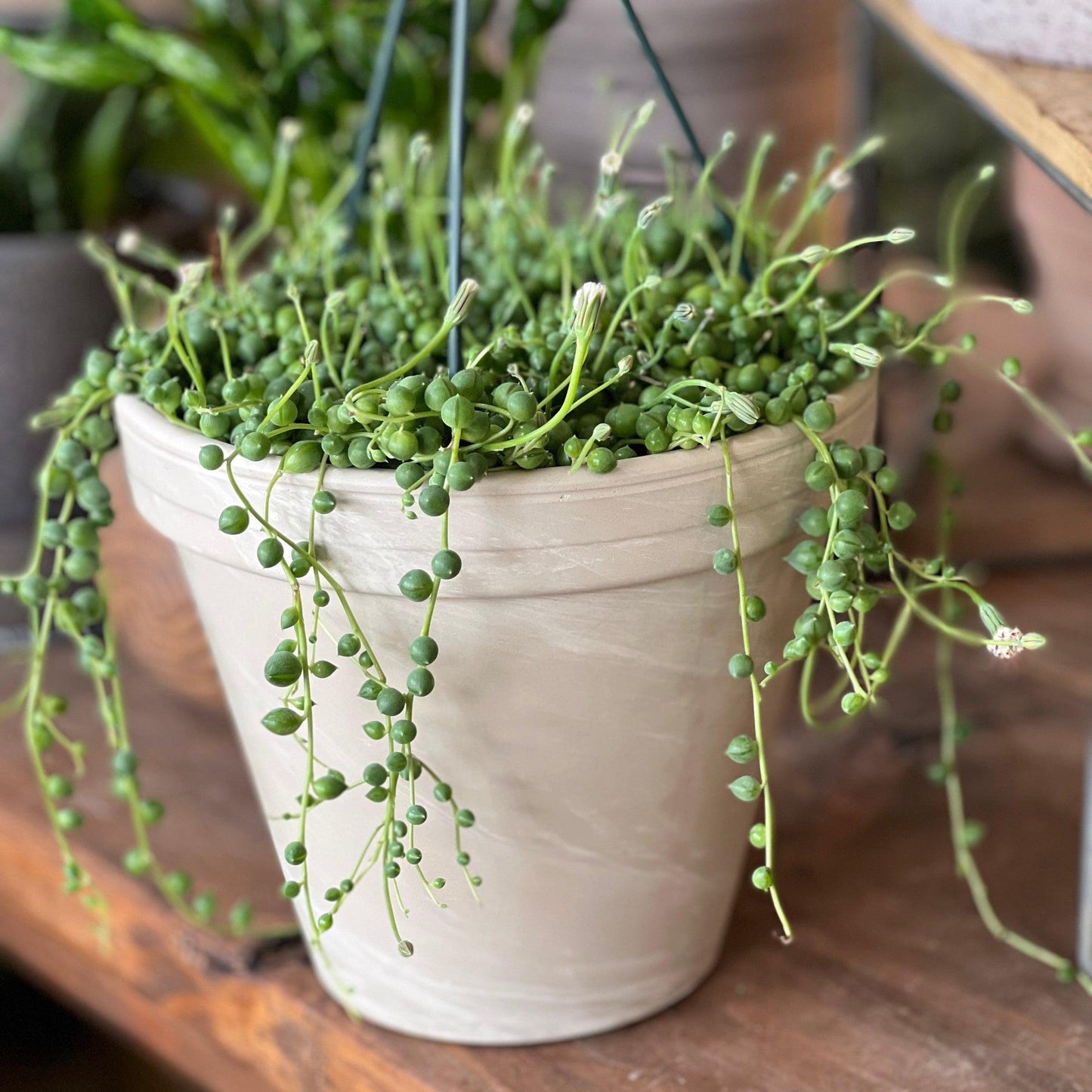 String of Pearls (Senecio Rowleyanus)-available at Hidden Seed Plant Shop