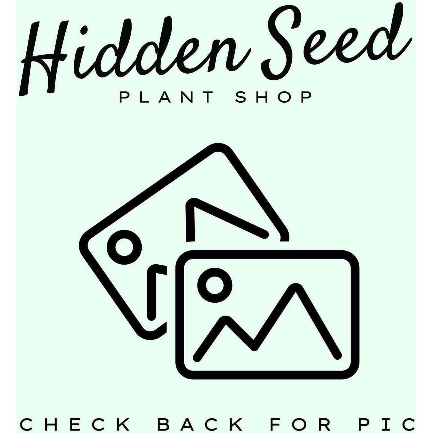 String of Turtles (Peperomia Prostrata) | Basket-available at Hidden Seed Plant Shop