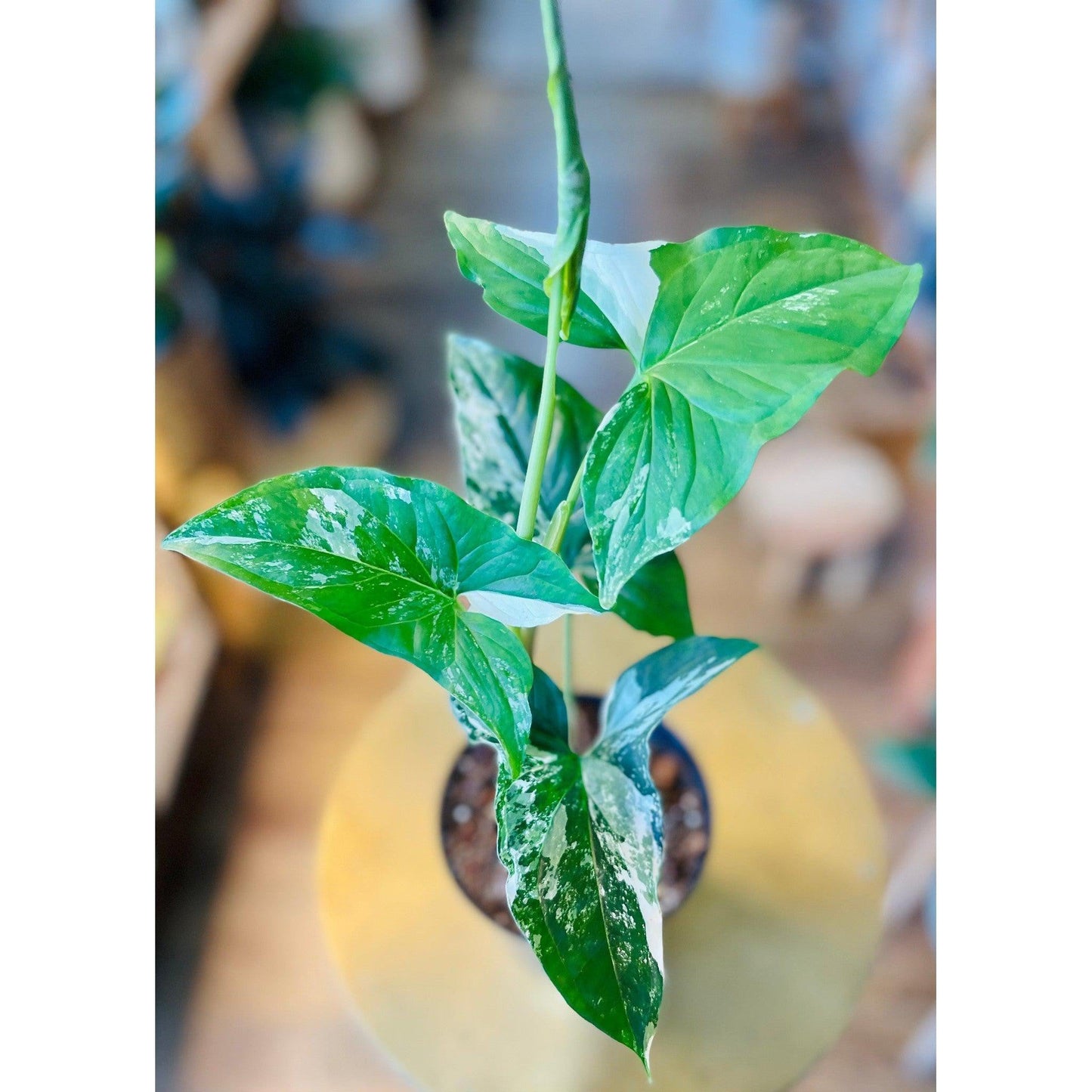 Syngonium Albo-available at Hidden Seed Plant Shop