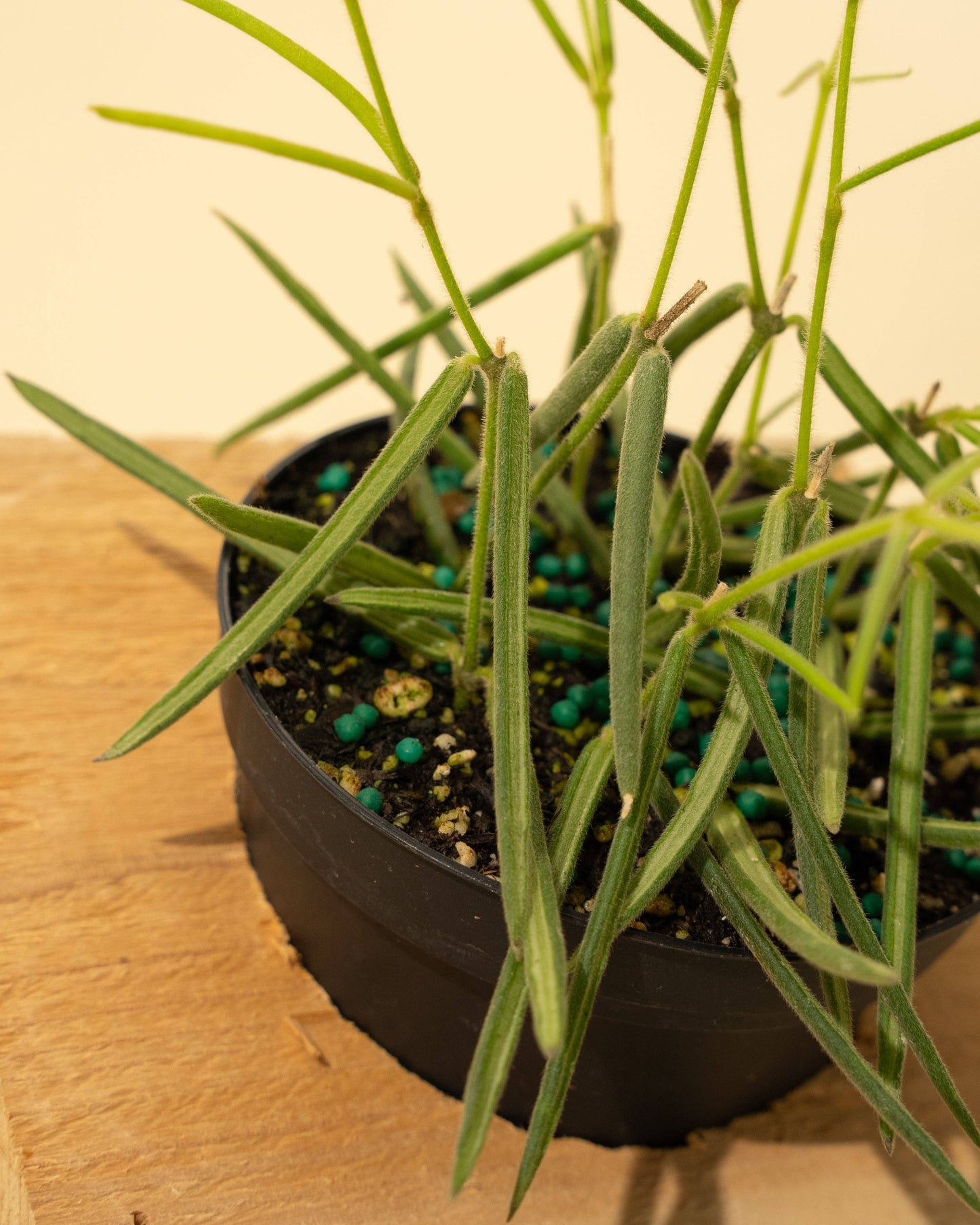 4" Hoya 'Linearis'