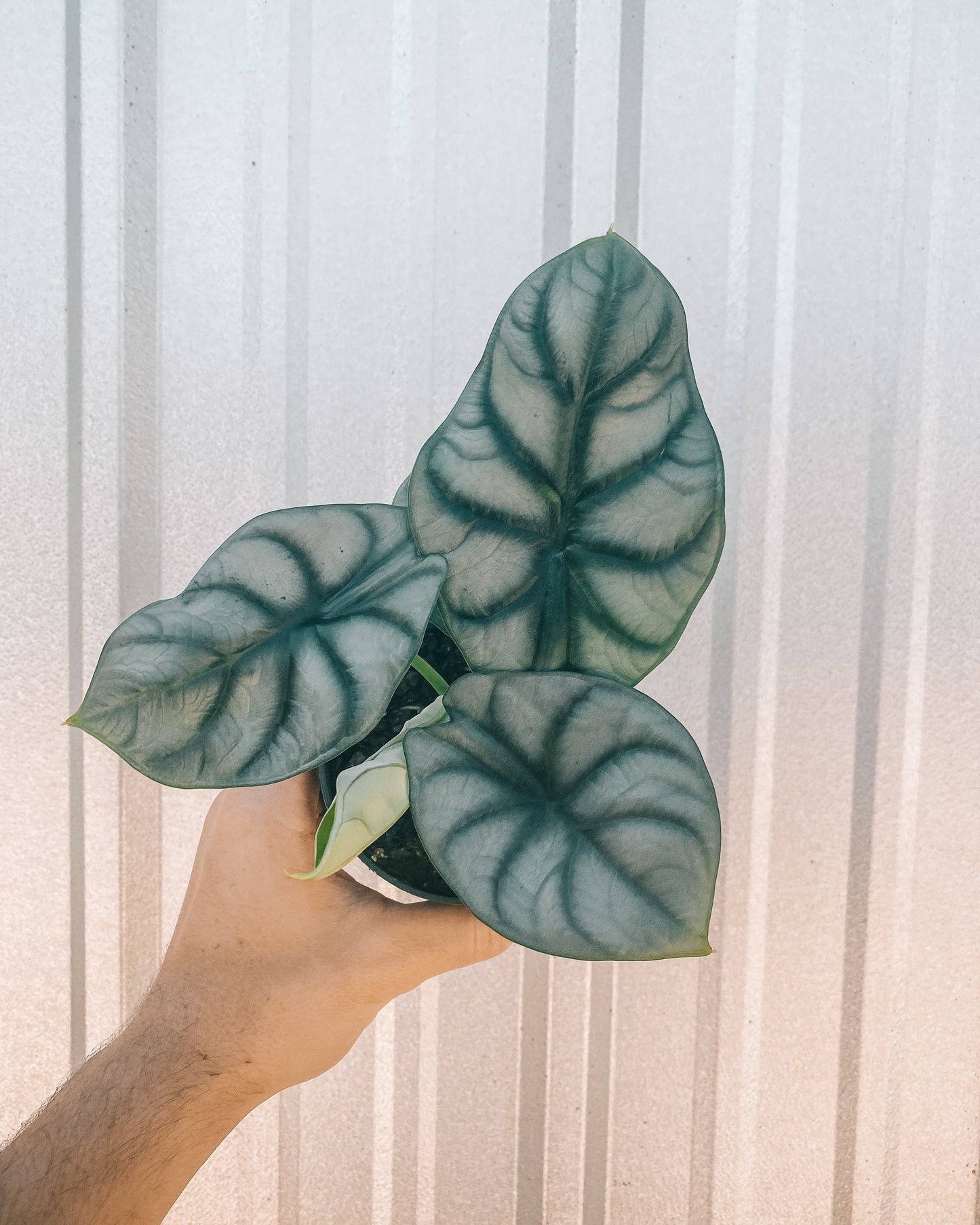 4" Alocasia 'Silver Dragon'