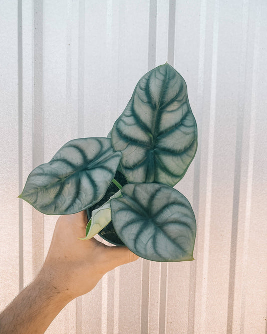 4" Alocasia 'Silver Dragon'