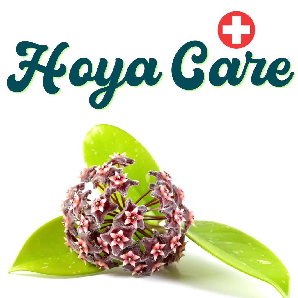 🌿 Unveiling the Magic of Hoya Plants: A Wild Journey with The Hidden S ...