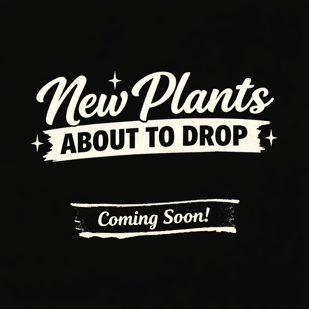 Just Landed / Rare Collections / New1