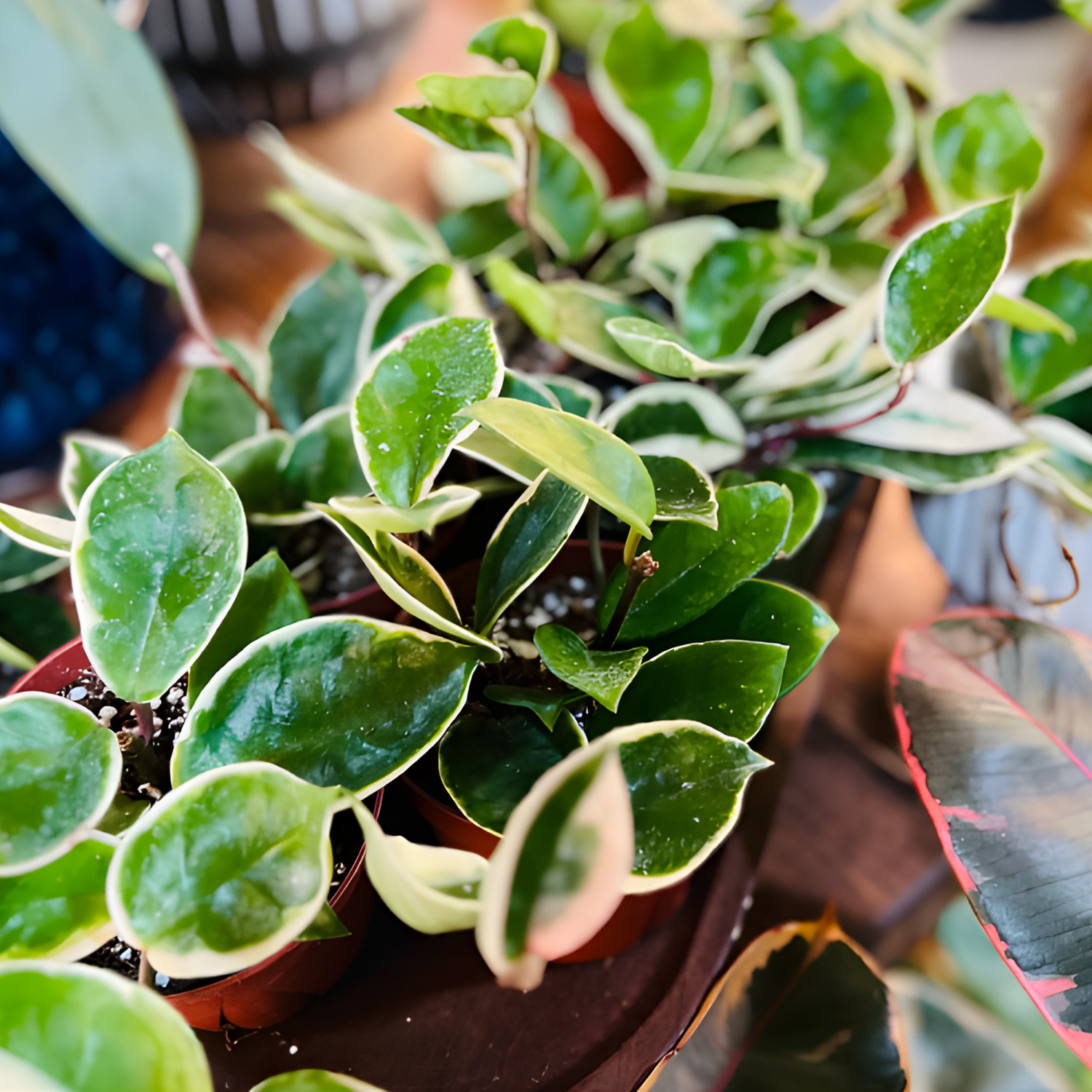 HOYA collection at | @hiddenseedco | Nashville Area