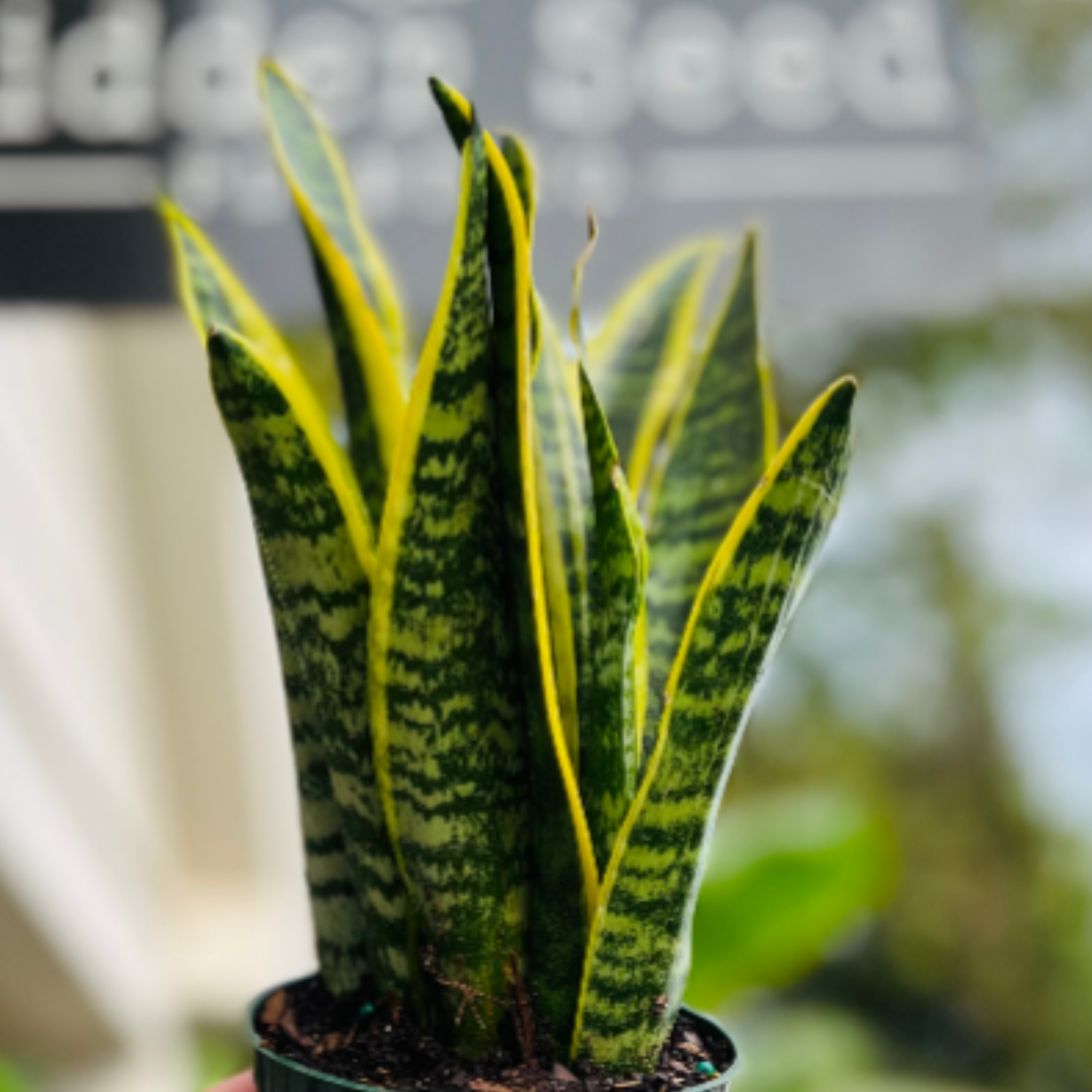 Easy Care Plants collection at | @hiddenseedco | Nashville Area