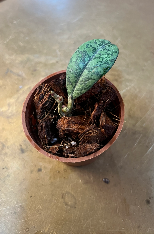 Hoya Crassipetiolata Vietnam