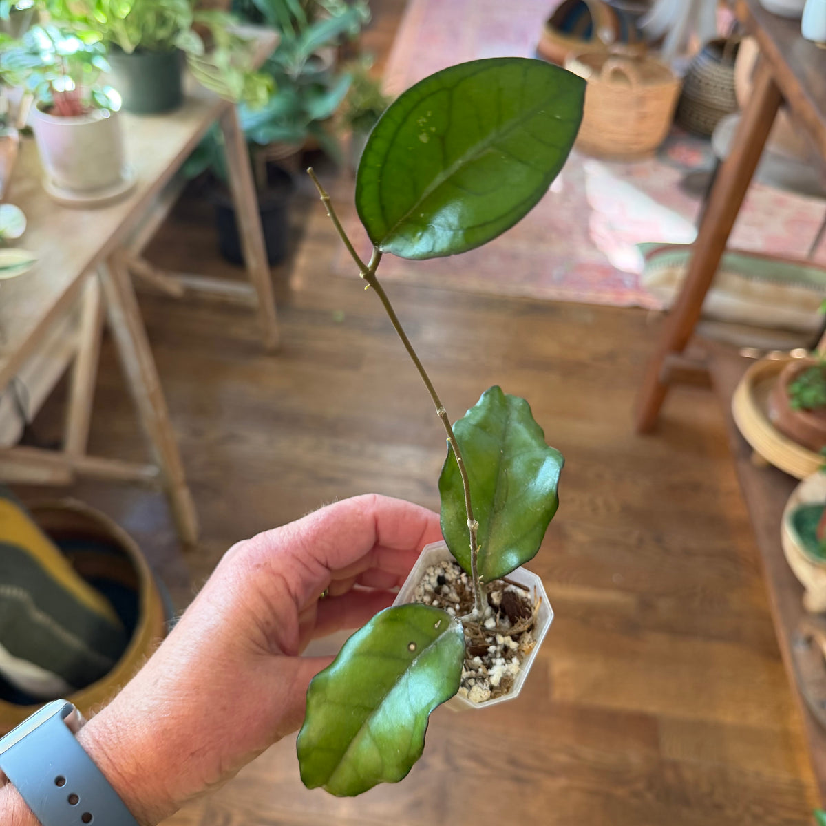Hoya YMH012 (ksb01 x GG)