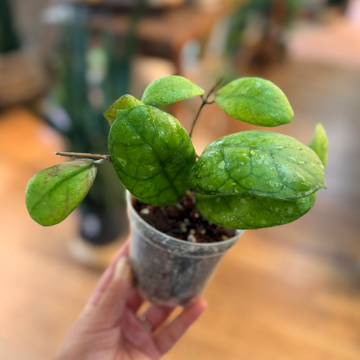 Hoya ‘Larisa’