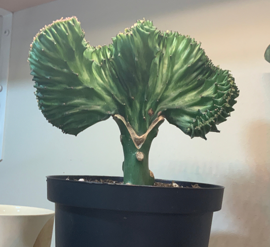 Cactus: Mermaids Tail ‘Euphorbia Lactea’ (Green or White)