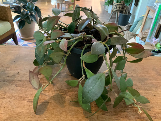 Hoya Sipitangensis