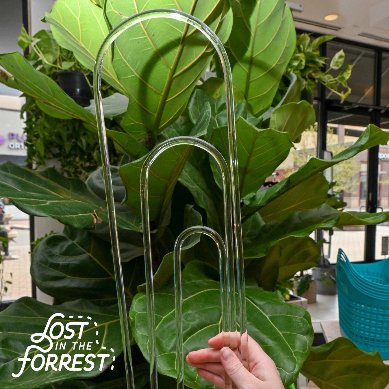 Glassvine Hoop
