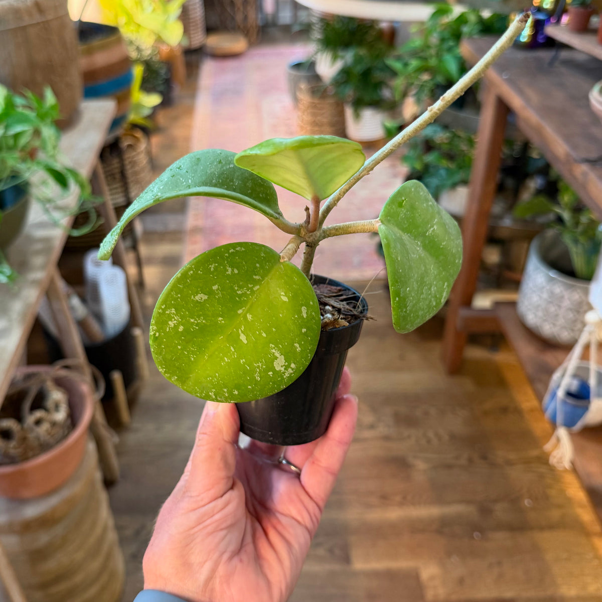 Hoya RHM-066 Mary Alice
