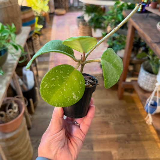 Hoya RHM-066 Mary Alice
