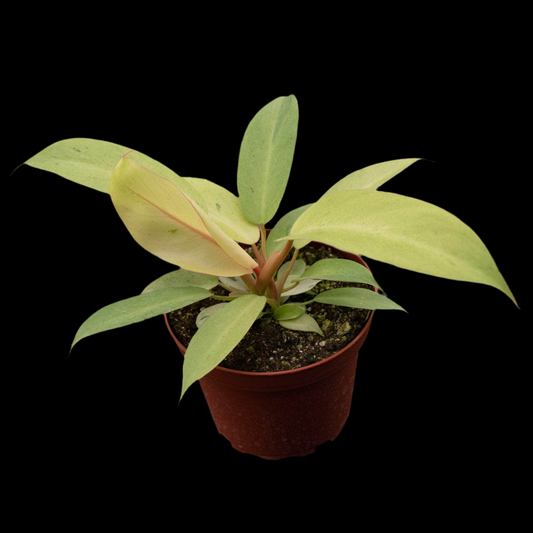 Philodendron ‘Snowdrift’