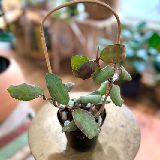 Hoya 'Waymaniae' on trellis