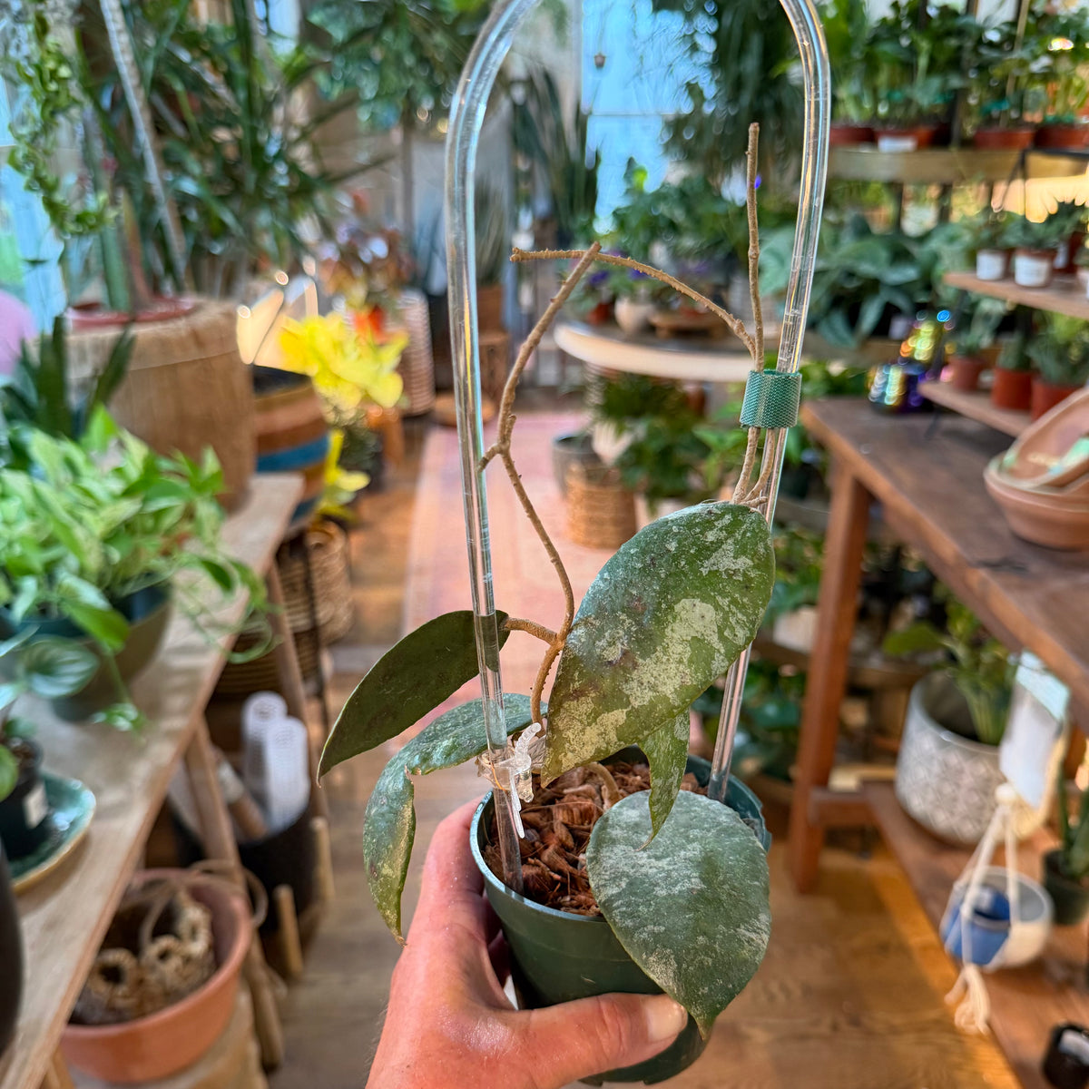 Hoya 'Caudata' silver splash