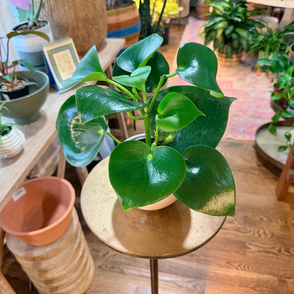 Peperomia raindrop