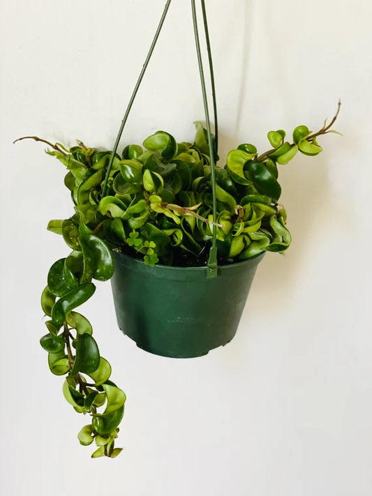 Green Hindu Rope