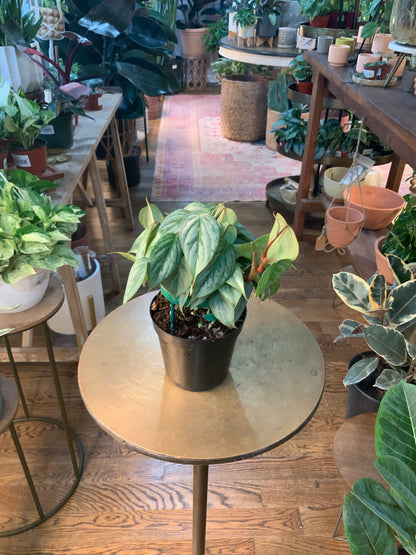 Philodendron ‘sp Sodiroi’