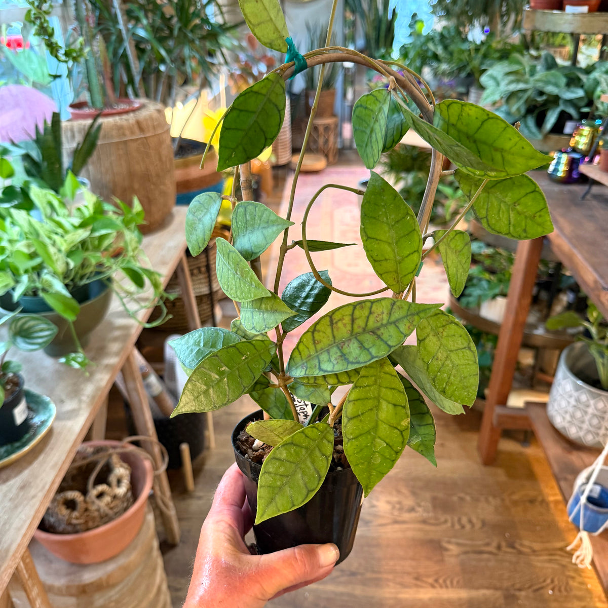 Hoya callistophyla