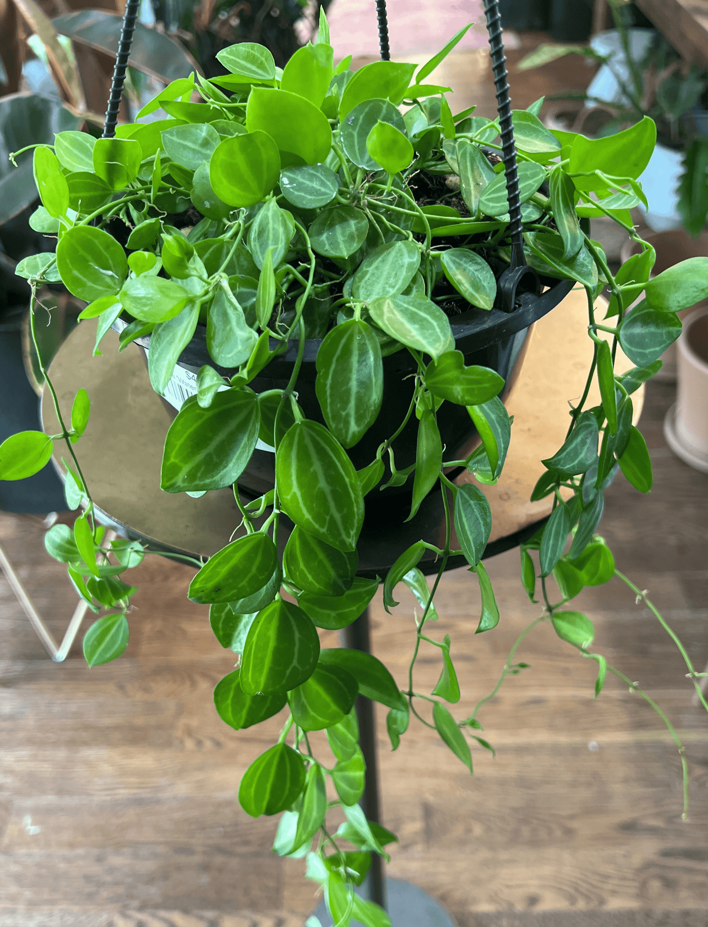 Dischidia 'Watermelon'