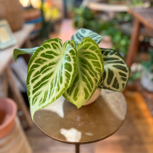 Anthurium Silver Blush