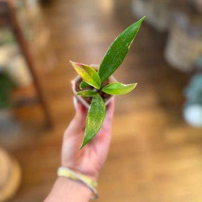 Hoya Publicalyx Albomarginata splash