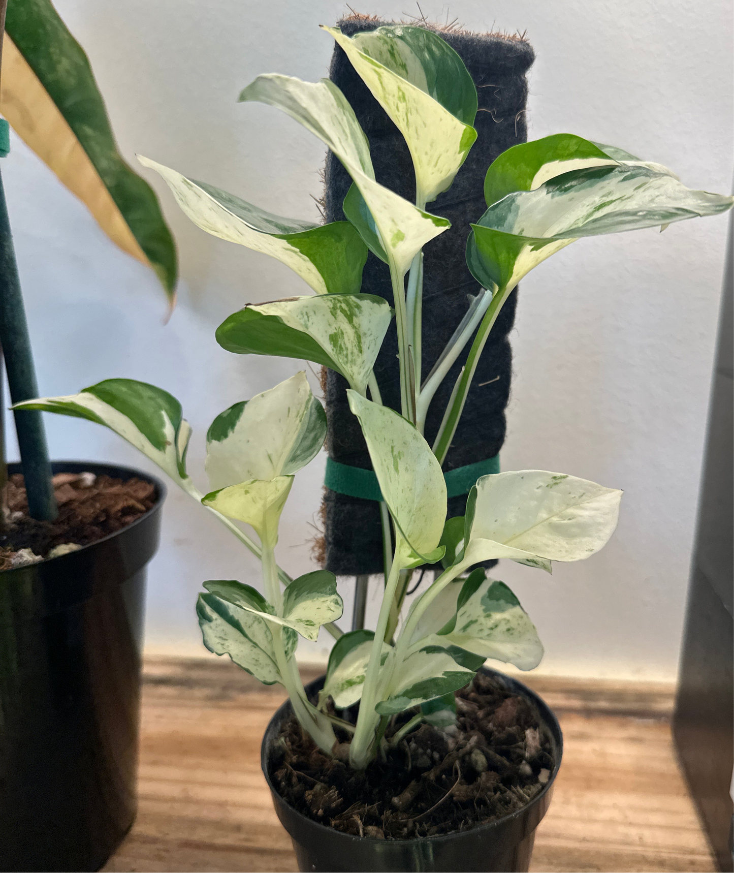 Epipremnum aureum 'Pothos Manjula' (Large Leaf Form)