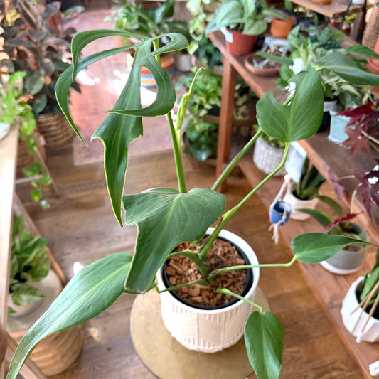 Monstera 'Burle Marx Flame'