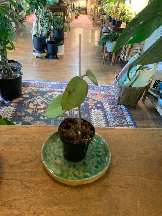 Hoya Silver Dollar