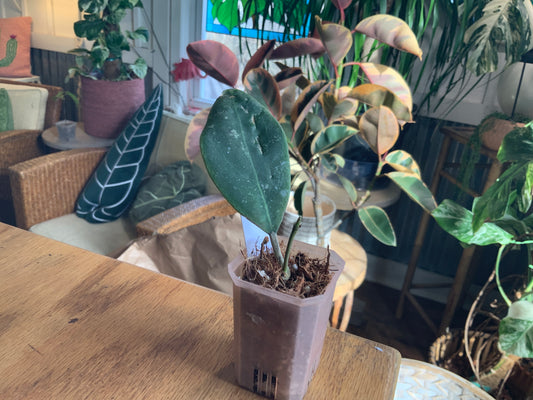 Hoya ‘Rintzi Borneo’