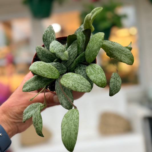 Hoya Sigillatis sp. Borneo (wide form)