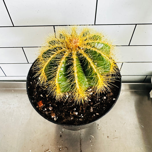 Parodia Magnifica (Ballon Cactus)