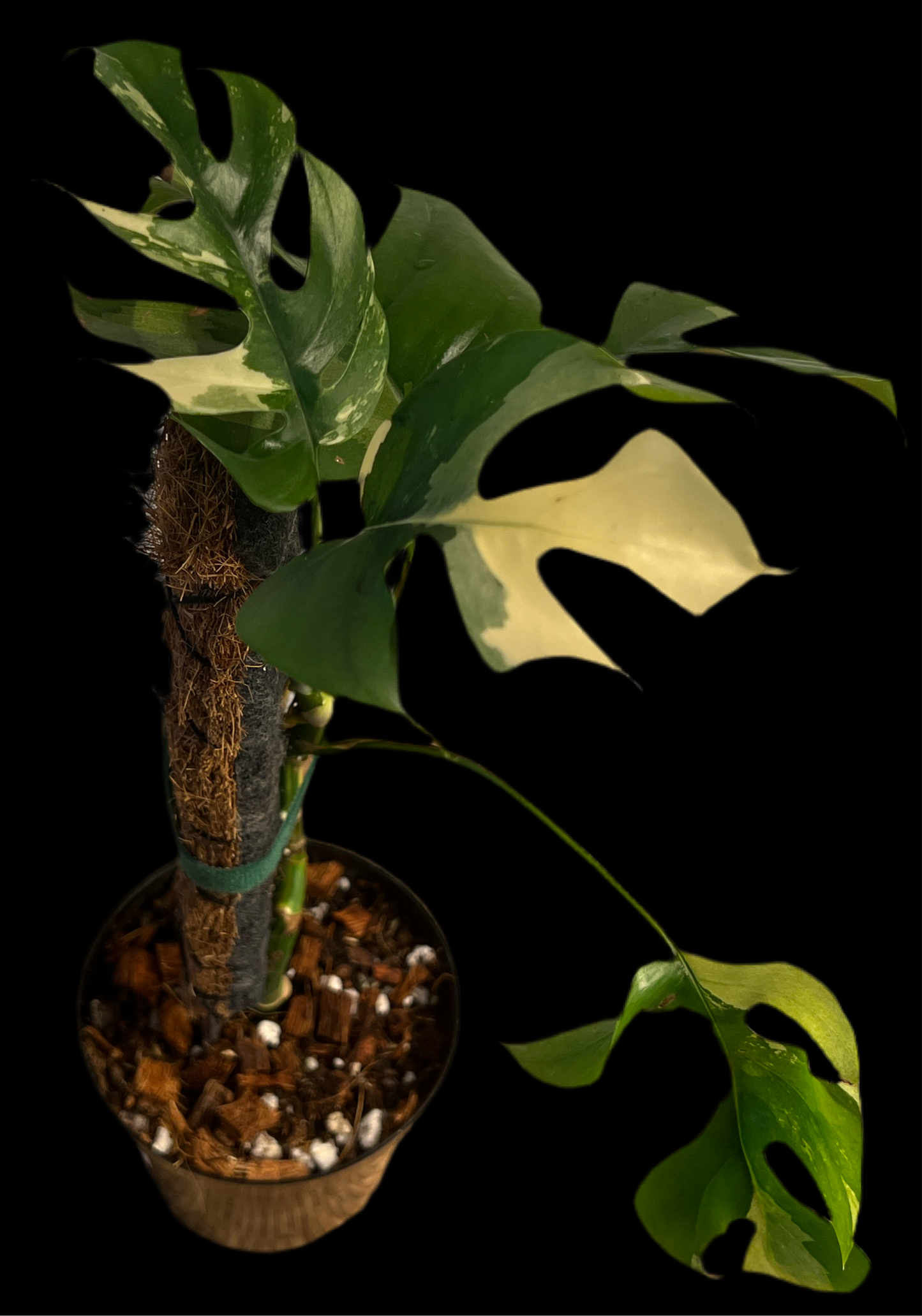 Rhaphidophora Tetrasperma var. high.